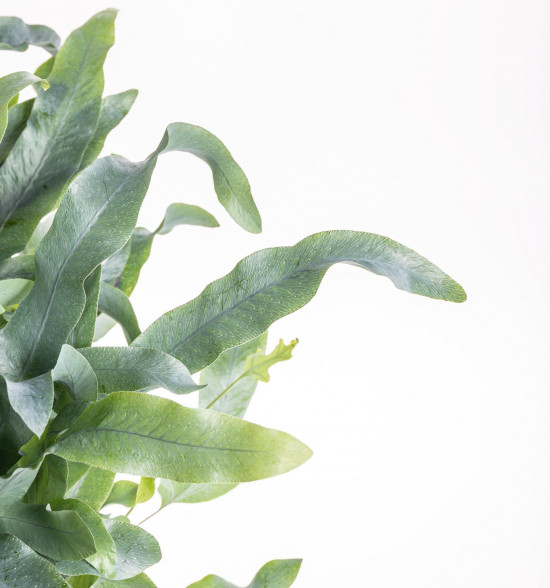Tečkovka zlatá, Phlebodium aureum Blue Star, průměr květináče 17 cm-7440