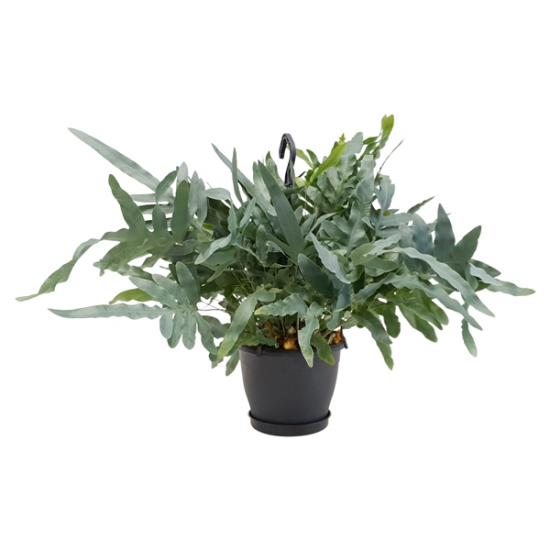 Tečkovka zlatá, Phlebodium aureum Blue star, závěs, průměr květináče 24 cm