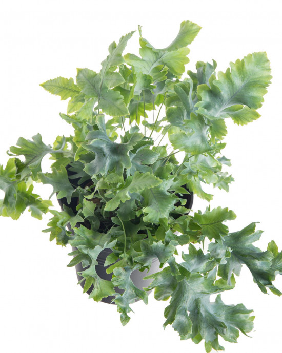 Tečkovka zlatá, Phlebodium aureum Davana, průměr květináče 12 cm-7442