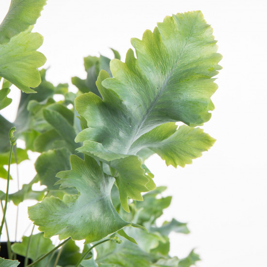 Tečkovka zlatá, Phlebodium aureum Davana, průměr květináče 12 cm-7443