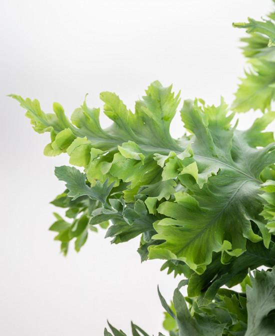 Tečkovka zlatá, Phlebodium aureum Davana, průměr květináče 17 cm-14865