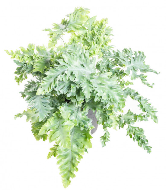 Tečkovka zlatá, Phlebodium aureum Davana, průměr květináče 17 cm-14867
