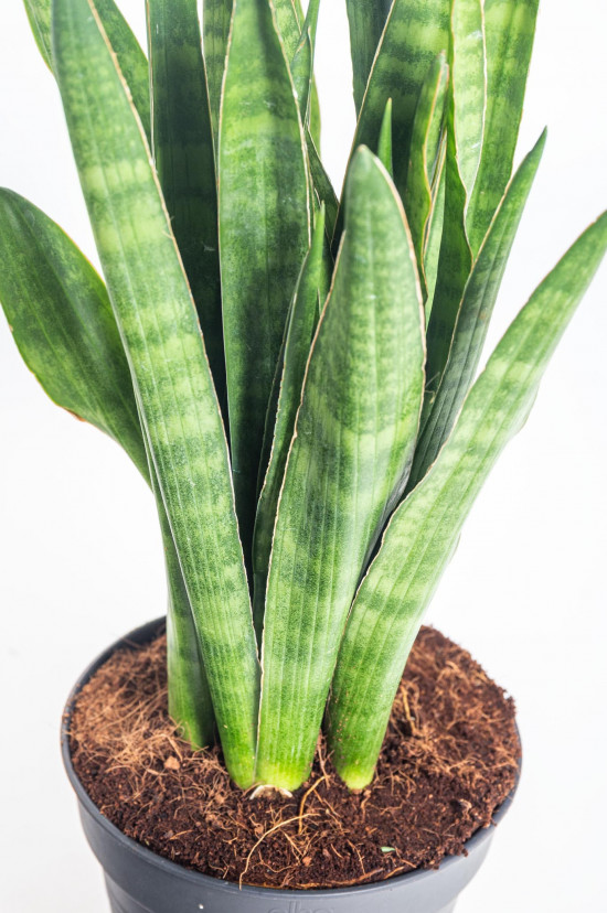 Tenura páskatá, Sansevieria kirkii, průměr květináče 14 - 15 cm-14840