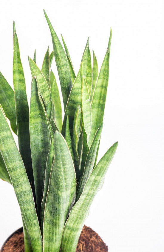 Tenura páskatá, Sansevieria kirkii, průměr květináče 14 - 15 cm-14841