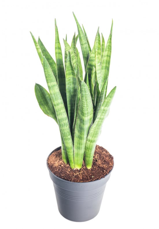 Tenura páskatá, Sansevieria kirkii, průměr květináče 14 - 15 cm-14842