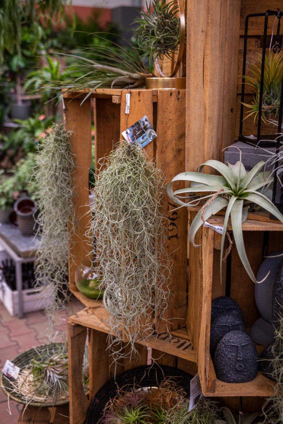 Tilandsie provazovkovitá, Tillandsia usneoides, závěs 45 - 50 cm dlouhý-23786