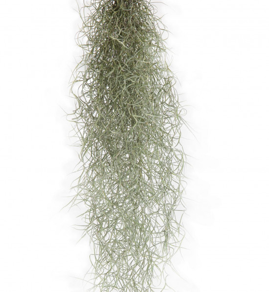 Tilandsie provazovkovitá, Tillandsia usneoides, závěs 45 - 50 cm dlouhý