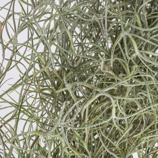 Tilandsie provazovkovitá, Tillandsia usneoides, závěs 45 - 50 cm dlouhý-7510