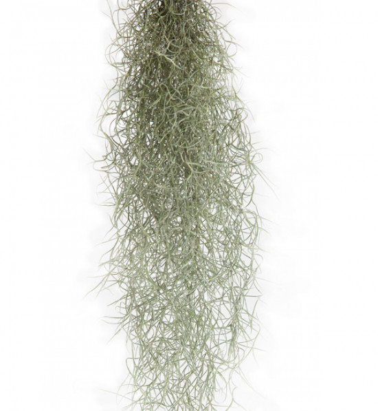 Tilandsie provazovkovitá, Tillandsia usneoides, závěs 80 - 100 cm dlouhý
