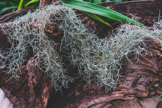 Tilandsie provazovkovitá, Tillandsia usneoides, závěs 80 - 100 cm dlouhý-29363