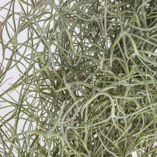 Tilandsie provazovkovitá, Tillandsia usneoides, závěs 80 - 100 cm dlouhý-29364