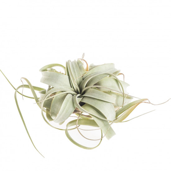 Tilandsie, Tillandsia xerographica EXTRA-26914