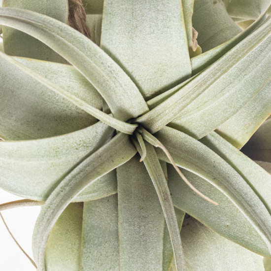 Tilandsie, Tillandsia xerographica EXTRA-26915