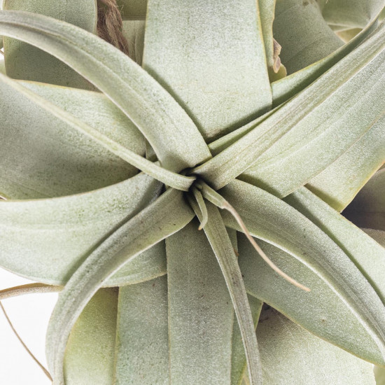 Tilandsie, Tillandsia xerographica-7516