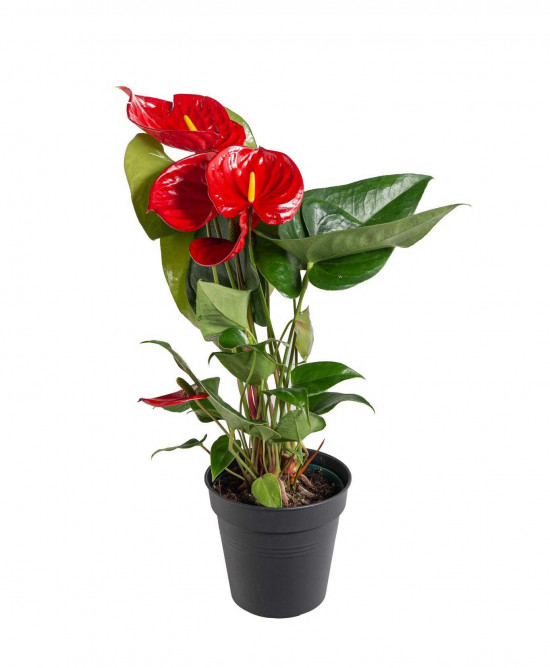 Toulitka, Anthurium Diamond Red, tmavě červená, průměr květináče 12 - 15 cm-24687