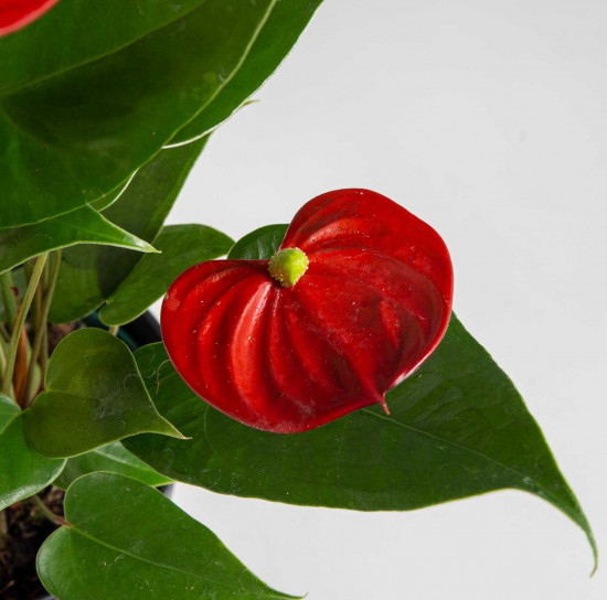 Toulitka, Anthurium Diamond Red, tmavě červená, průměr květináče 12 - 15 cm-24688