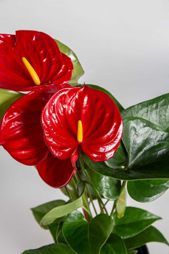 Toulitka, Anthurium Diamond Red, tmavě červená, průměr květináče 12 - 15 cm-24689
