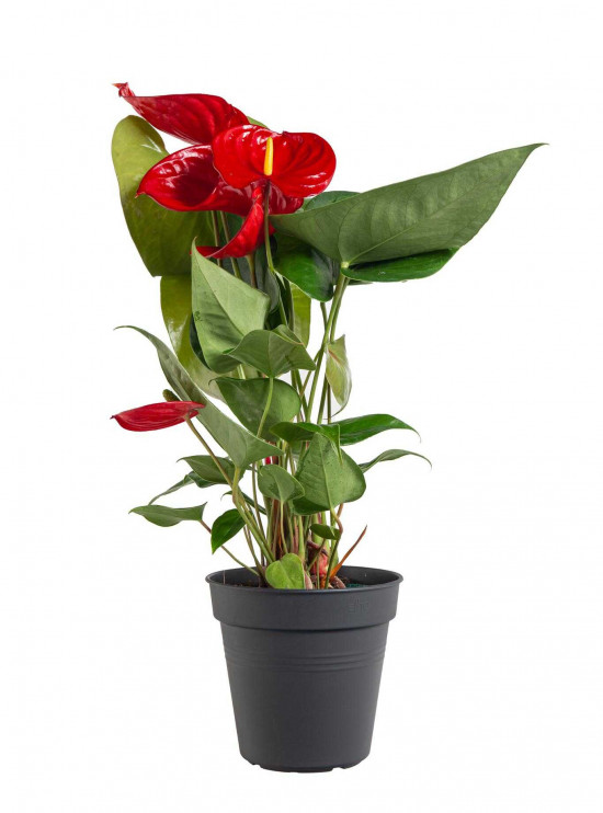 Toulitka, Anthurium Diamond Red, tmavě červená, průměr květináče 12 - 15 cm-24690