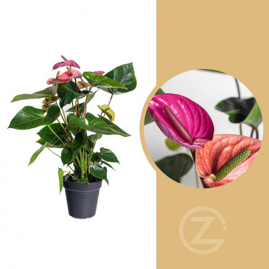 Toulitka, Anthurium Fiorino, světle fialová, průměr květináče 17 cm