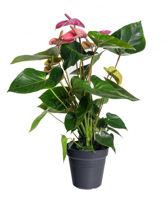 Toulitka, Anthurium Fiorino, světle fialová, průměr květináče 17 cm-25913