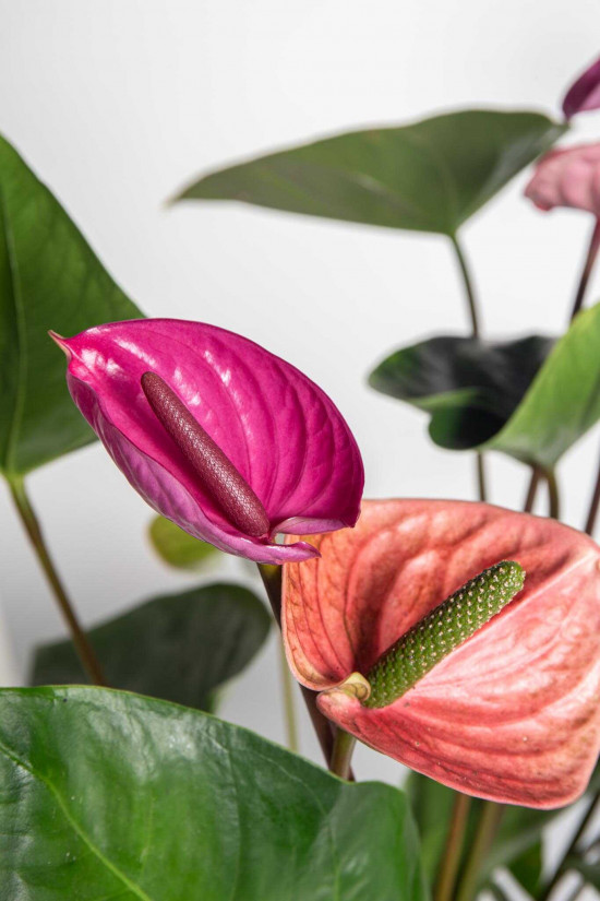 Toulitka, Anthurium Fiorino, světle fialová, průměr květináče 17 cm-25914