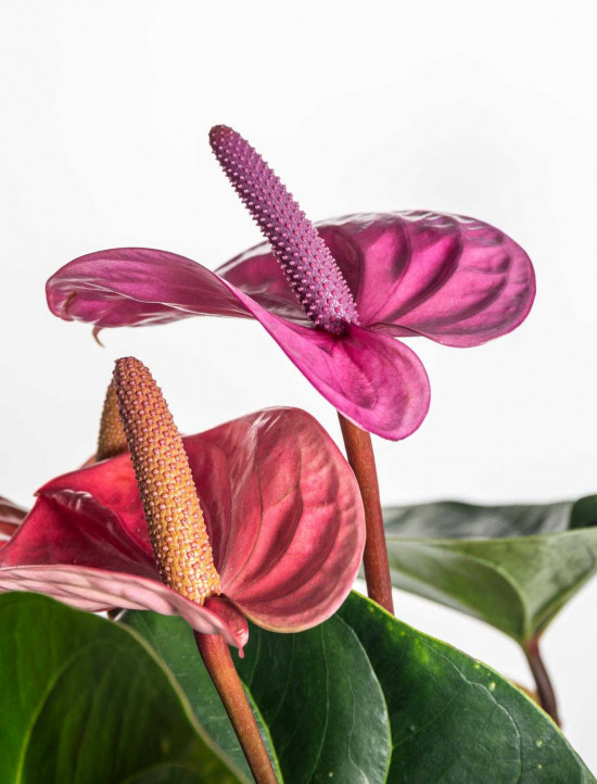 Toulitka, Anthurium Fiorino, světle fialová, průměr květináče 17 cm-25915