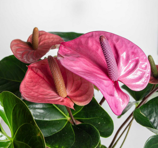 Toulitka, Anthurium Fiorino, světle fialová, průměr květináče 17 cm-25916