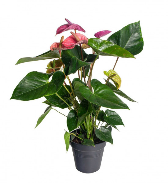Toulitka, Anthurium Fiorino, světle fialová, průměr květináče 17 cm-25917