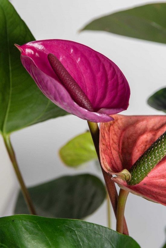 Toulitka, Anthurium Fiorino, světle fialová, průměr květináče 17 cm-25918