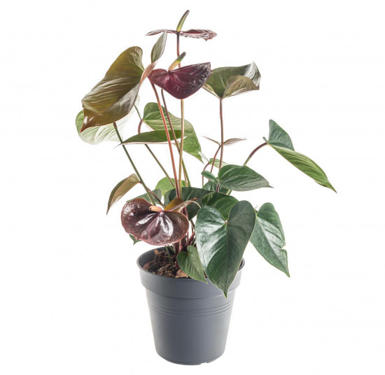 Toulitka, Anthurium Giant chocolate, tmavě hnědá, průměr květináče 12 - 15 cm
