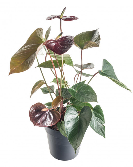 Toulitka, Anthurium Giant chocolate, tmavě hnědá, průměr květináče 12 - 15 cm-7201