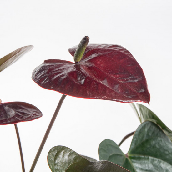 Toulitka, Anthurium Giant chocolate, tmavě hnědá, průměr květináče 12 - 15 cm-7202