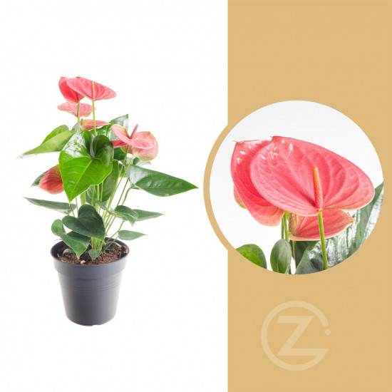 Toulitka, Anthurium Pink Fever, růžová, průměr květináče 12 - 15 cm