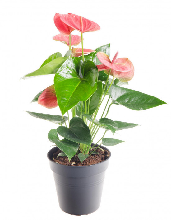 Toulitka, Anthurium Pink Fever, růžová, průměr květináče 12 - 15 cm-9340