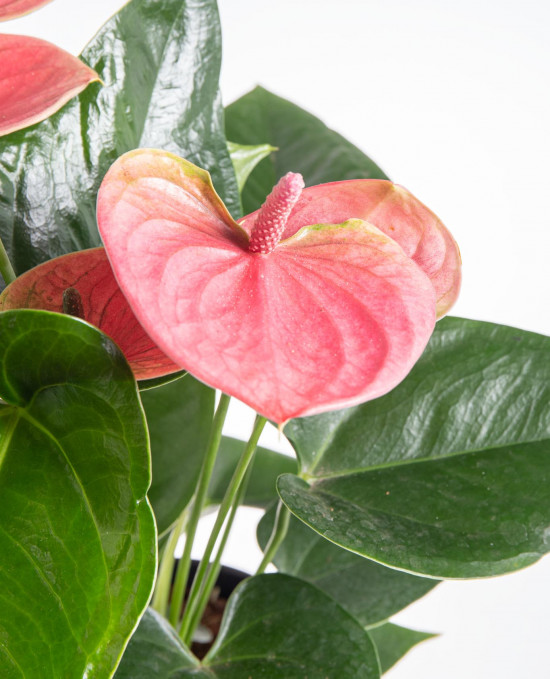 Toulitka, Anthurium Pink Fever, růžová, průměr květináče 12 - 15 cm-9341