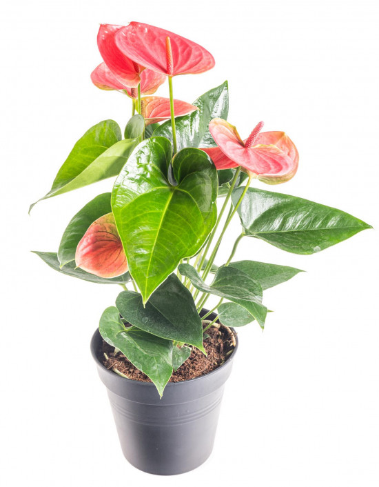 Toulitka, Anthurium Pink Fever, růžová, průměr květináče 12 - 15 cm-9342