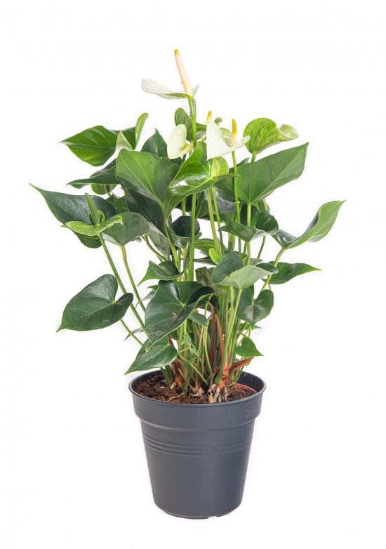 Toulitka, Anthurium Princess Alexia Snow, bílá, průměr květináče 12 - 15 cm-14648