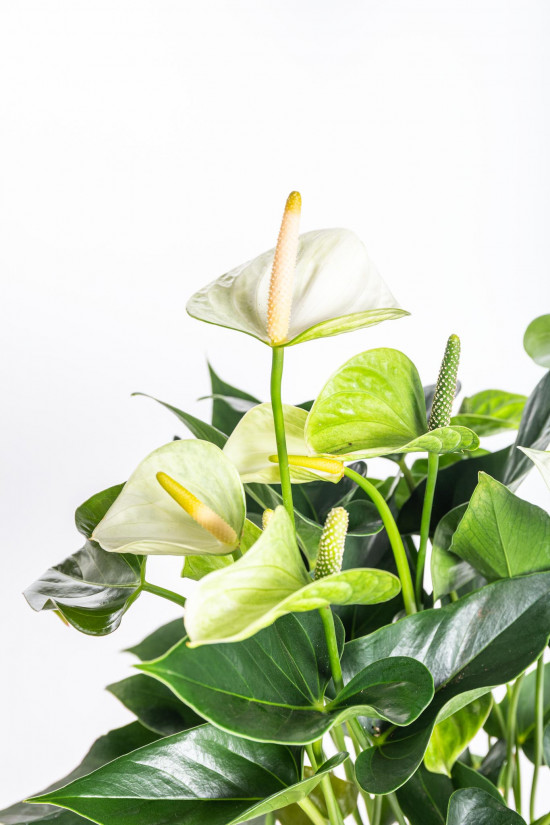 Toulitka, Anthurium Princess Alexia Snow, bílá, průměr květináče 12 - 15 cm-14649
