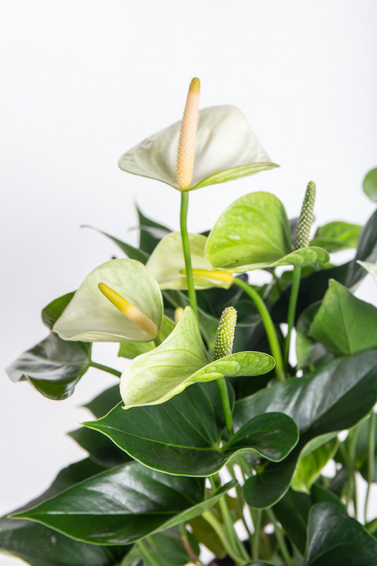 Toulitka, Anthurium Princess Alexia Snow, bílá, průměr květináče 12 - 15 cm-14650