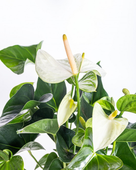 Toulitka, Anthurium Princess Alexia Snow, bílá, průměr květináče 12 - 15 cm-14651
