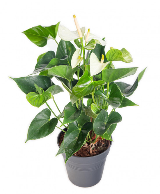 Toulitka, Anthurium Princess Alexia Snow, bílá, průměr květináče 12 - 15 cm-14652