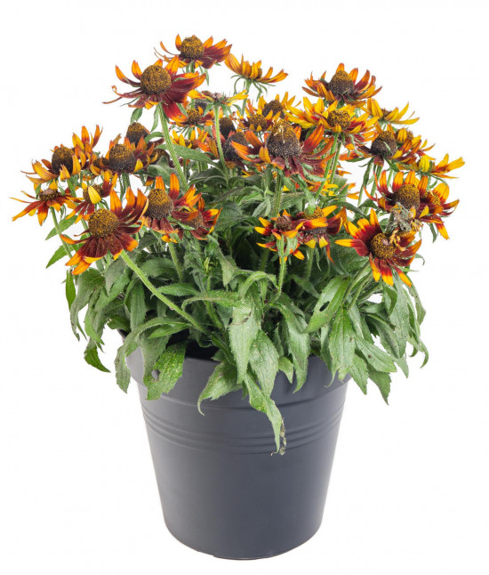 Třapatka, Rudbeckia Sunbeckia, hnědá, velikost kontejneru 5 l-12238