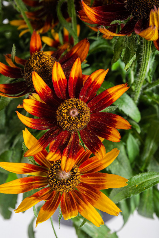 Třapatka, Rudbeckia Sunbeckia, hnědá, velikost kontejneru 5 l-12239