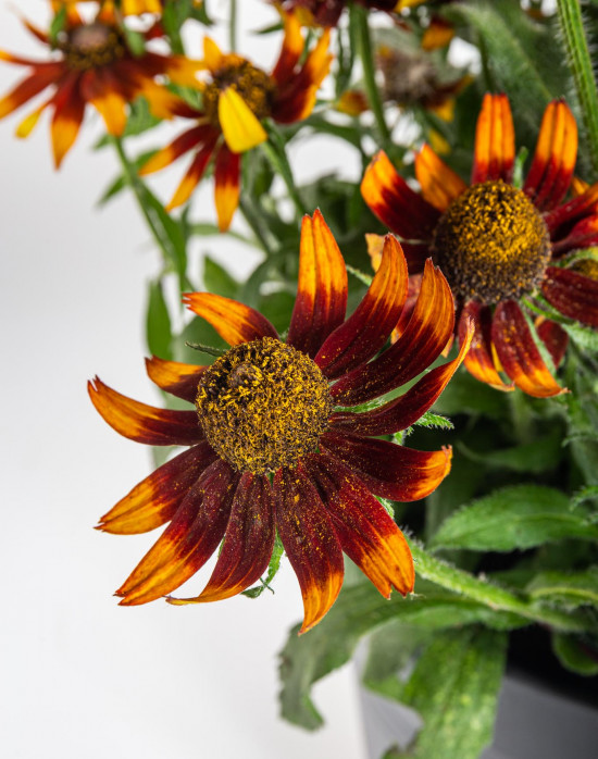 Třapatka, Rudbeckia Sunbeckia, hnědá, velikost kontejneru 5 l-12240