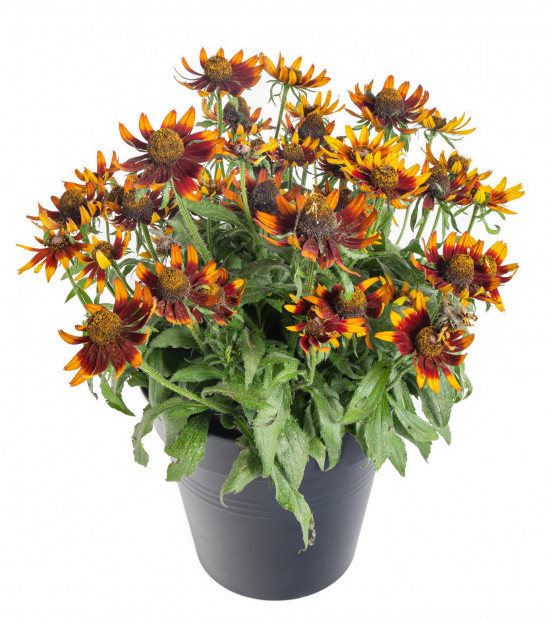 Třapatka, Rudbeckia Sunbeckia, hnědá, velikost kontejneru 5 l-12241