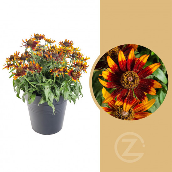 Třapatka, Rudbeckia Sunbeckia, hnědá, velikost kontejneru 5 l