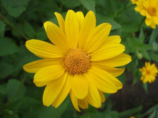 Třapatka, Rudbeckia Sunbeckia, světle žlutá, velikost kontejneru 5 l