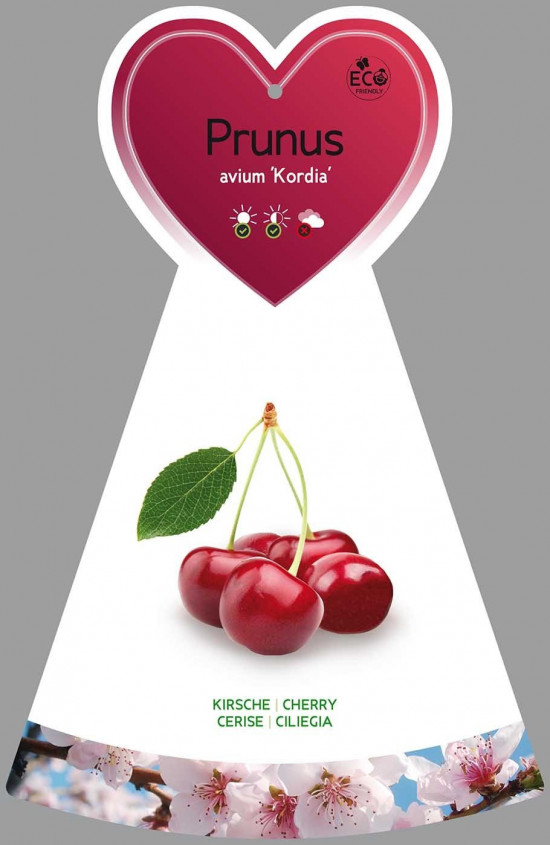 Třešeň obecná, Prunus avium Kordia, cizosprašná, velikost kontejneru 7.5 l