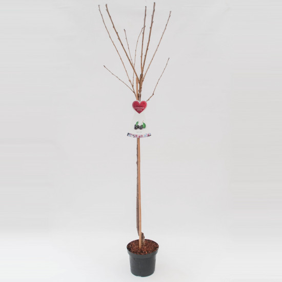 Třešeň obecná, Prunus avium Kordia, cizosprašná, velikost kontejneru 7.5 l-24154