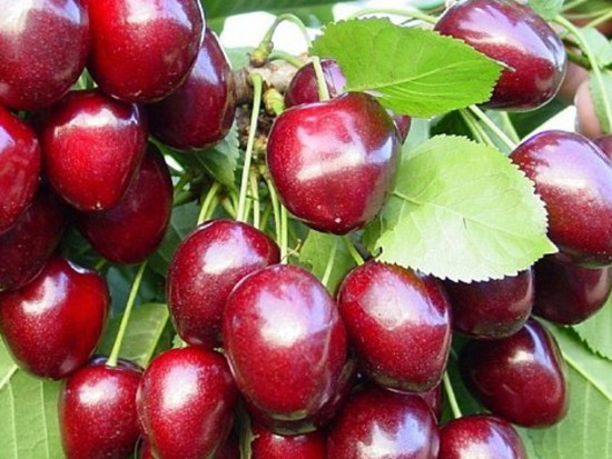 Třešeň obecná, Prunus avium Kordia, cizosprašná, velikost kontejneru 7.5 l-24155